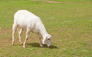 Obraz premium sheep eating grass