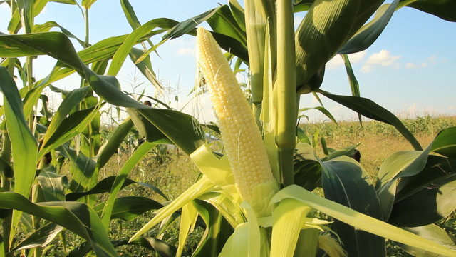 Ripe ear of corn  