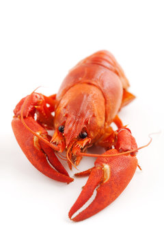 Crawfish