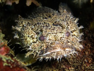 Banded Toadfish - Halophryne diemensis