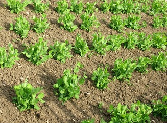 Beans in rows in a kitchen garden in Croatia
