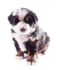Bernese Mountain Dog. Beautiful puppy.