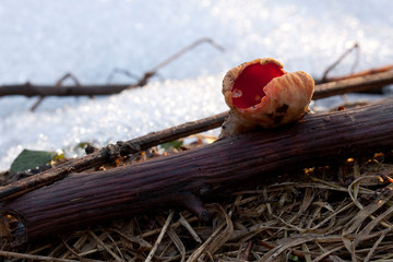 Sarcoscypha coccinea