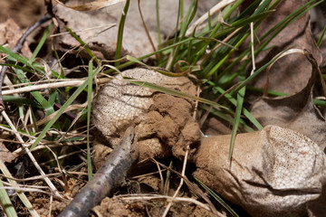Puffball (Lycoperdon)
