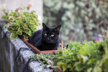 Gatto nero disteso su un porta piante in terrazzo