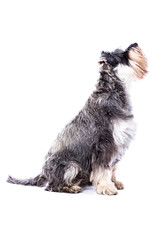 Side view of an adult schnauzer dog