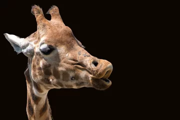 Photo sur Aluminium Girafe Tête de girafe