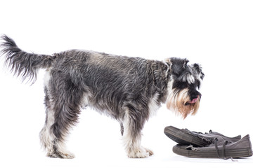 Schnauzer standing over a pair of old shoes
