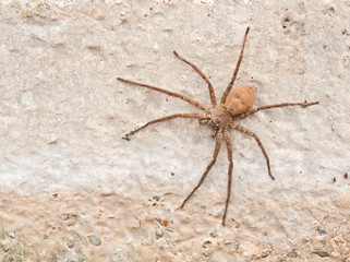 Brown spider on cement wall