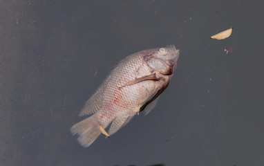 Death fish and waste water