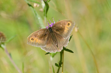 Gatekeeper butterfly on thistle flower.