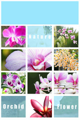 Mix Picture Orchid in frame.