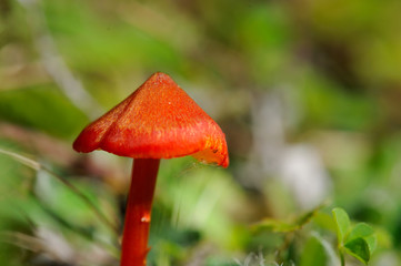 Red mushroom