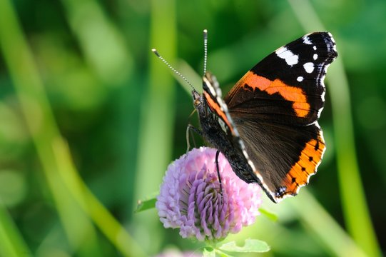 The red admiral on clover flower