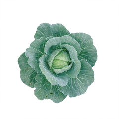 organic cabbage in isolated background