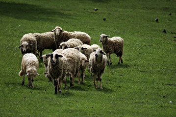 Obraz premium Sheep