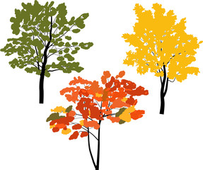 three autumn trees isolated on white