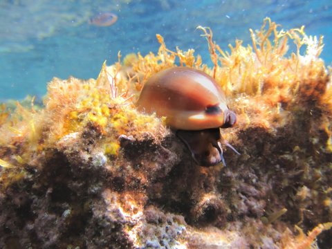 Ciprea, Luria lurida