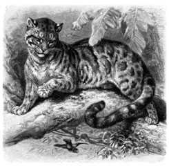 Clouded Leopard - Panthère Nébuleuse © Erica Guilane-Nachez