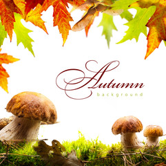 autumn background with yellow leaves and autumn mushroom