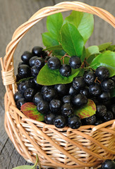 Black chokeberry in the basket