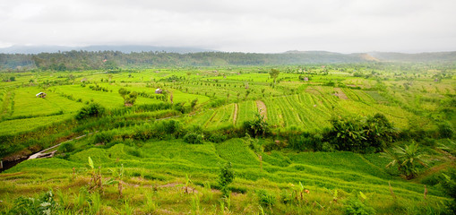 Fototapeta na wymiar Rice Fields, Bali, Indonesia