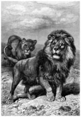 Lions Pair
