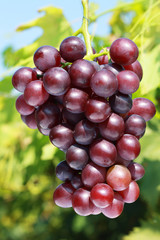 ripe red grape