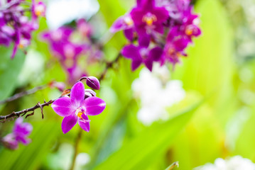 beautiful purple orchid