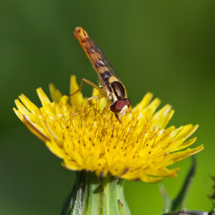 hoverfly on yellow flower close up