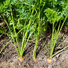 ripe carrots on bed of vegetable garden