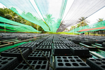 Soft shell crab © artcomedy