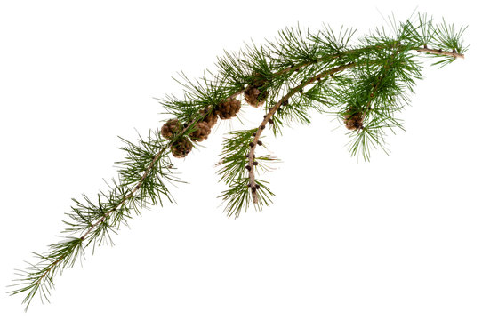 Fototapeta pine cones on branch of conifer tree