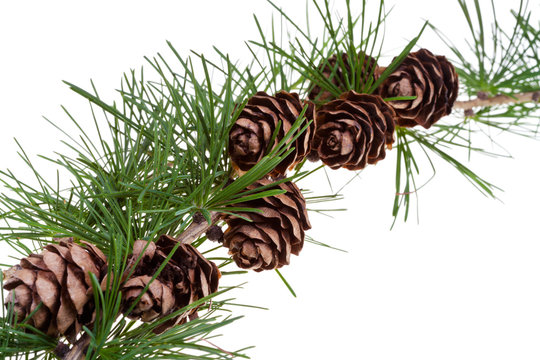 Fototapeta pine cones on branch of conifer tree