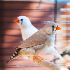amadina fasciata bird