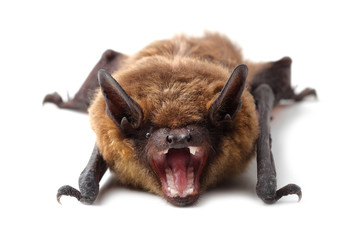 Bat isolated on white © Vitalii Hulai