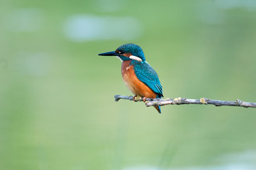 Fototapeta premium Martin Pescatore