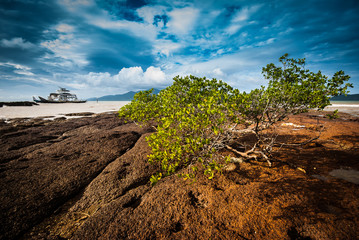 Mangrove trees along one side of the harbor across the island