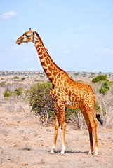 Africa - Kenya - Safari - Tsavo East National Park - Giraffa
