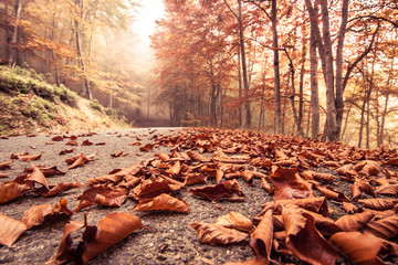Autumn beech road