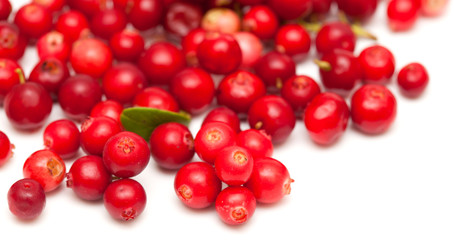 freshly picked lingonberry