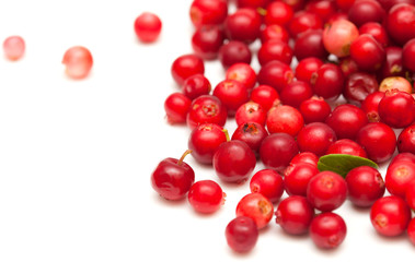 freshly picked lingonberry