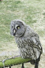 Owl with large plumage