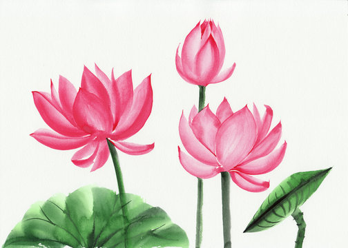 Watercolor painting of pink lotus flower