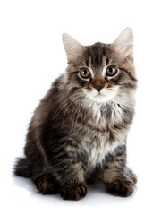 Striped fluffy kitten sits