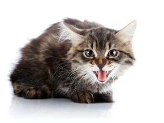 Obraz premium Striped fluffy hissing kitten