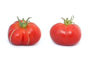 tomate ancienne Mélanchon