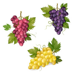 Different varieties of grapes  on white background .