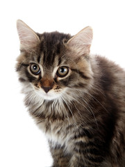 Portrait of a striped fluffy cat