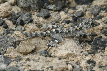Lizard Camouflage